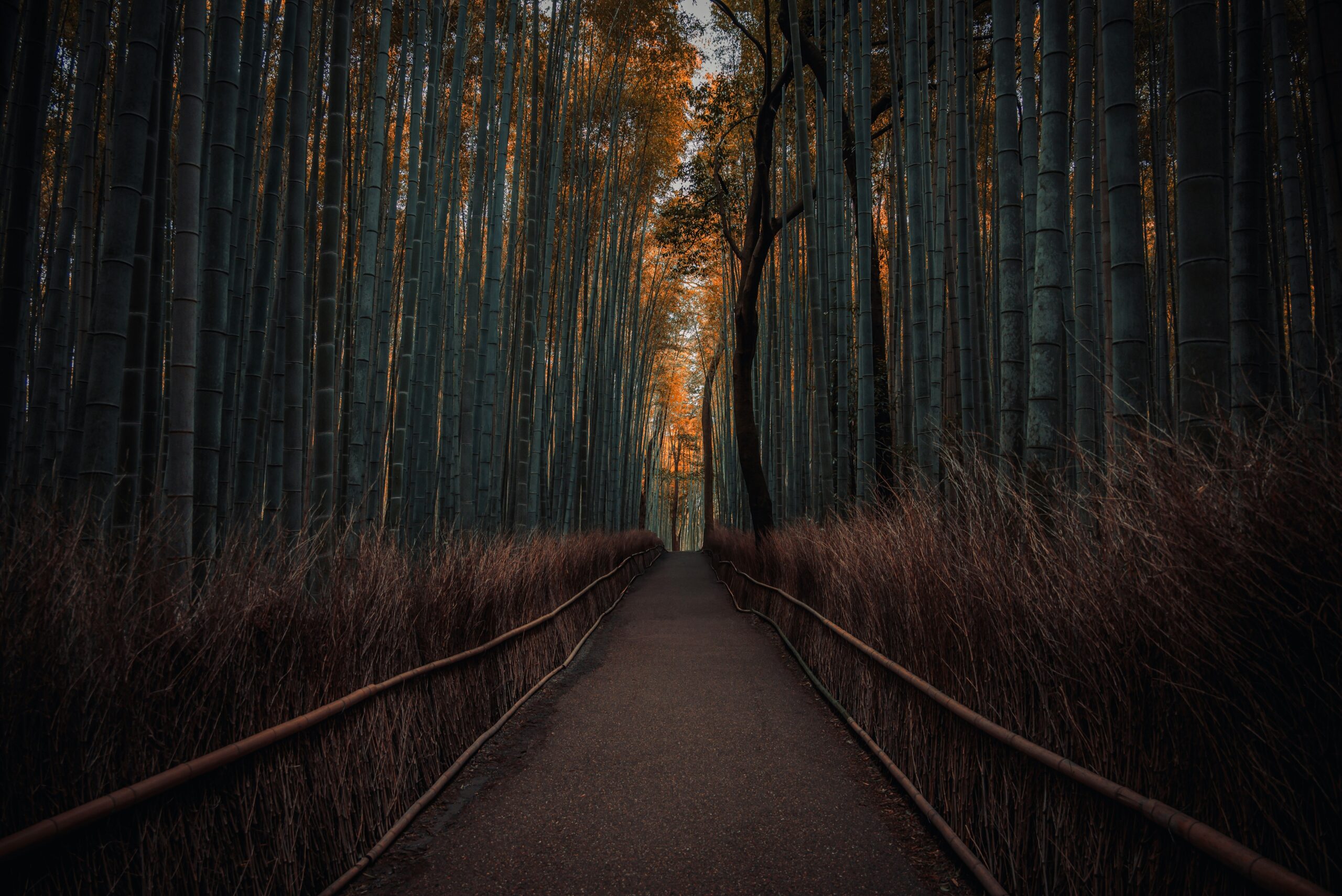 View down a treelined path toward a sunlit opening, meant to signify the strange yet hopeful journey of CRO for small businesses